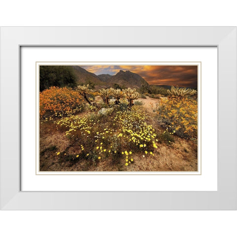 Desert wildflower bloom at Anza Borrego Park in California White Modern Wood Framed Art Print with Double Matting by SMO
