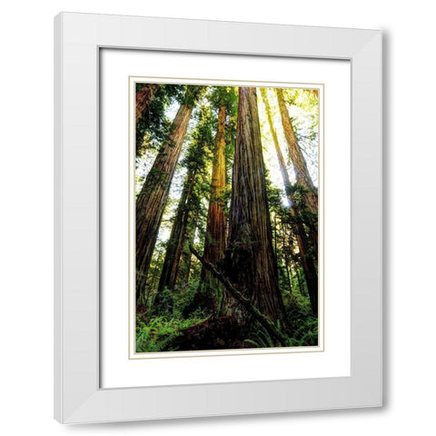 The tallest trees in the world in Redwood National Park in California White Modern Wood Framed Art Print with Double Matting by SMO