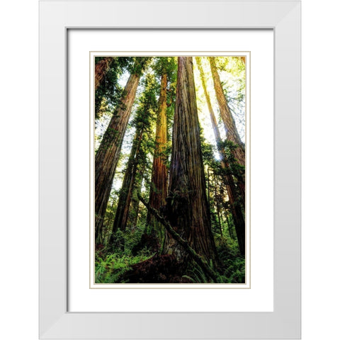 The tallest trees in the world in Redwood National Park in California White Modern Wood Framed Art Print with Double Matting by SMO
