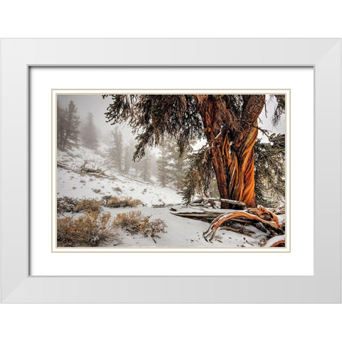 Winter snow on the white mountain bristlecones in northern California White Modern Wood Framed Art Print with Double Matting by SMO