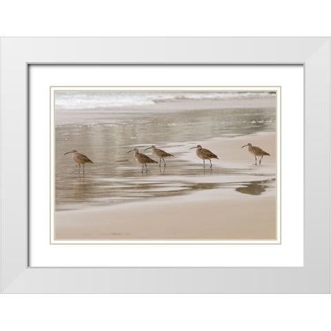 USA CA Pismo Beach Whimbrels White Modern Wood Framed Art Print with Double Matting by Drury, Trish