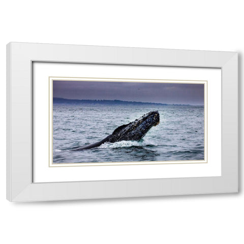 Humpback Whale breaching Monterey Bay-California-USA White Modern Wood Framed Art Print with Double Matting by Norring, Tom