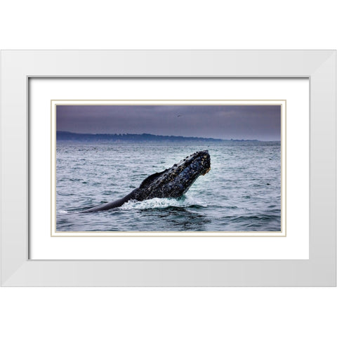 Humpback Whale breaching Monterey Bay-California-USA White Modern Wood Framed Art Print with Double Matting by Norring, Tom
