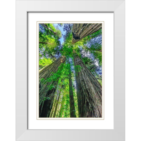 Green towering tree-Redwoods National Park-Newton B Drury Drive-Crescent City-California  White Modern Wood Framed Art Print with Double Matting by Perry, William