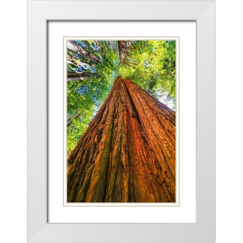 Green towering tree-Redwoods National Park-Newton B Drury Drive-Crescent City-California  White Modern Wood Framed Art Print with Double Matting by Perry, William