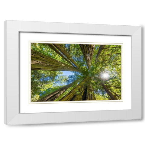 Sun shining through towering tree-Redwoods National Park-Newton B Drury Drive-Crescent City White Modern Wood Framed Art Print with Double Matting by Perry, William