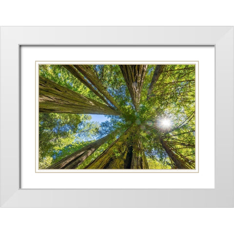 Sun shining through towering tree-Redwoods National Park-Newton B Drury Drive-Crescent City White Modern Wood Framed Art Print with Double Matting by Perry, William