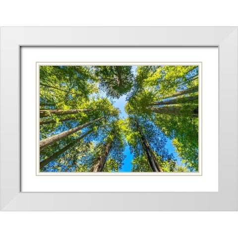 Green towering tree-Redwoods National Park-Newton B Drury Drive-Crescent City-California White Modern Wood Framed Art Print with Double Matting by Perry, William