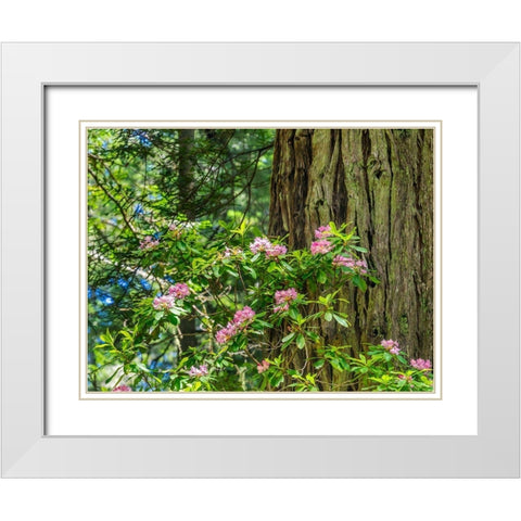 Green towering trees-pink rhododendron-Lady Bird Johnson Grove-Redwoods National Park-California White Modern Wood Framed Art Print with Double Matting by Perry, William