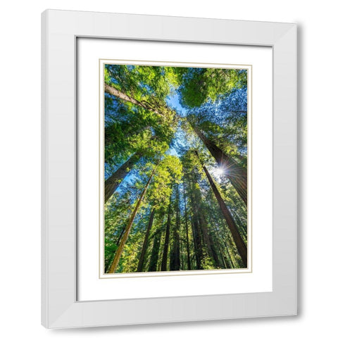 Sun shining through towering tree-Redwoods National Park-Newton B Drury Drive-Crescent City White Modern Wood Framed Art Print with Double Matting by Perry, William