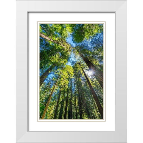 Sun shining through towering tree-Redwoods National Park-Newton B Drury Drive-Crescent City White Modern Wood Framed Art Print with Double Matting by Perry, William