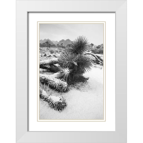 Winter storm-Joshua Tree National Park-California White Modern Wood Framed Art Print with Double Matting by Muench, Zandria