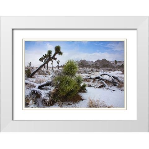Winter storm-Joshua Tree National Park-California White Modern Wood Framed Art Print with Double Matting by Muench, Zandria