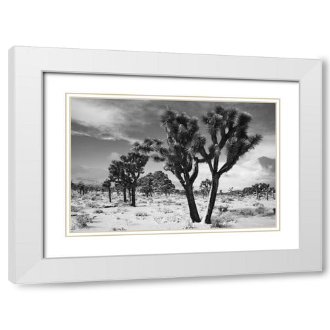 Winter storm-Joshua Tree National Park-California White Modern Wood Framed Art Print with Double Matting by Muench, Zandria