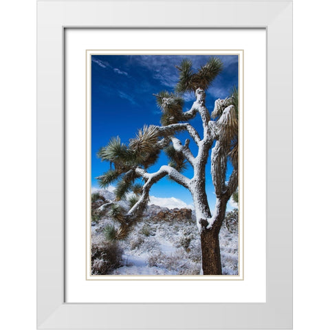 Winter storm-Joshua Tree National Park-California White Modern Wood Framed Art Print with Double Matting by Muench, Zandria
