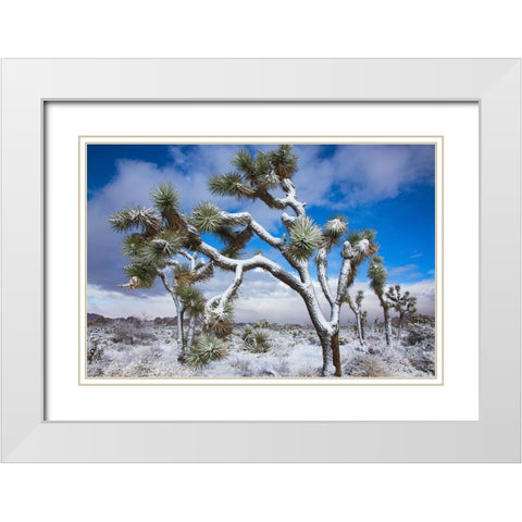 Winter storm-Joshua Tree National Park-California White Modern Wood Framed Art Print with Double Matting by Muench, Zandria