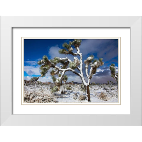 Winter storm-Joshua Tree National Park-California White Modern Wood Framed Art Print with Double Matting by Muench, Zandria
