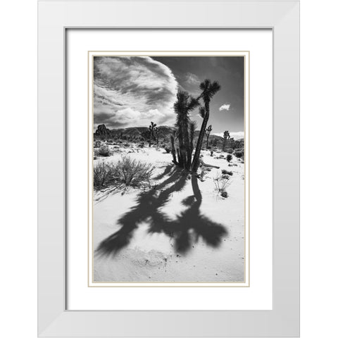 Winter storm-Joshua Tree National Park-California White Modern Wood Framed Art Print with Double Matting by Muench, Zandria