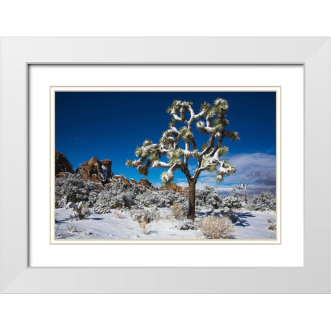 Winter storm-Joshua Tree National Park-California White Modern Wood Framed Art Print with Double Matting by Muench, Zandria