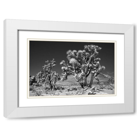 Winter storm-Joshua Tree National Park-California White Modern Wood Framed Art Print with Double Matting by Muench, Zandria