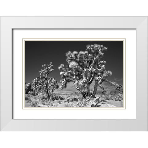 Winter storm-Joshua Tree National Park-California White Modern Wood Framed Art Print with Double Matting by Muench, Zandria