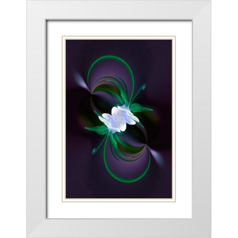 Columbine flower-Colorado White Modern Wood Framed Art Print with Double Matting by Jones, Adam