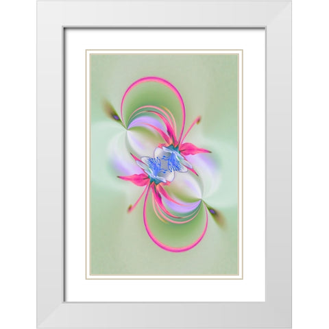 Columbine flower-Colorado White Modern Wood Framed Art Print with Double Matting by Jones, Adam