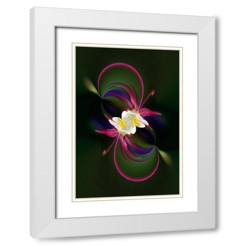 Columbine flower-Colorado White Modern Wood Framed Art Print with Double Matting by Jones, Adam