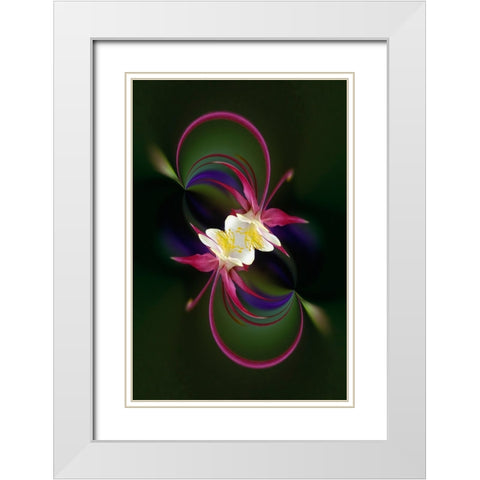 Columbine flower-Colorado White Modern Wood Framed Art Print with Double Matting by Jones, Adam