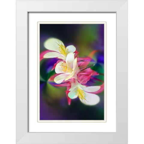 Columbine flower-Colorado White Modern Wood Framed Art Print with Double Matting by Jones, Adam