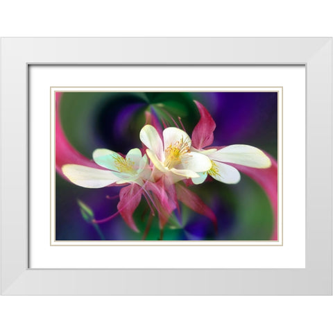 Columbine flower-Colorado White Modern Wood Framed Art Print with Double Matting by Jones, Adam