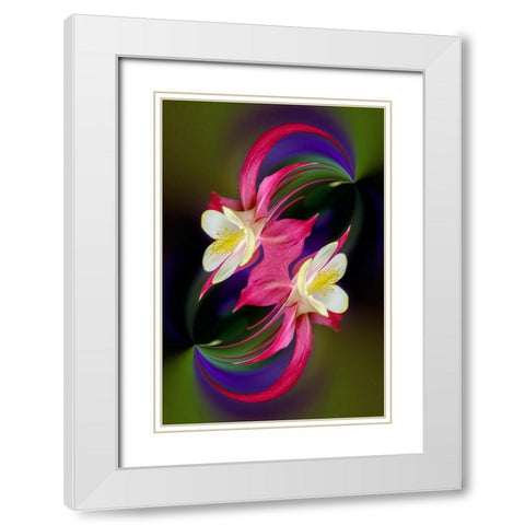 Columbine flower-Colorado White Modern Wood Framed Art Print with Double Matting by Jones, Adam