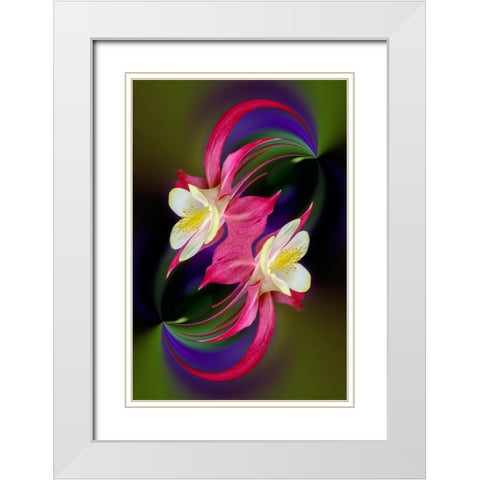 Columbine flower-Colorado White Modern Wood Framed Art Print with Double Matting by Jones, Adam