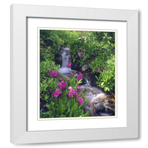 CO, Rocky Mts, flowers along a flowing stream White Modern Wood Framed Art Print with Double Matting by Talbot Frank, Christopher
