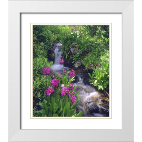 CO, Rocky Mts, flowers along a flowing stream White Modern Wood Framed Art Print with Double Matting by Talbot Frank, Christopher