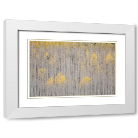 CO, White River NF Aspen trees in winter White Modern Wood Framed Art Print with Double Matting by Grall, Don