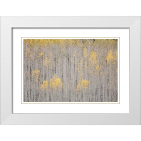 CO, White River NF Aspen trees in winter White Modern Wood Framed Art Print with Double Matting by Grall, Don