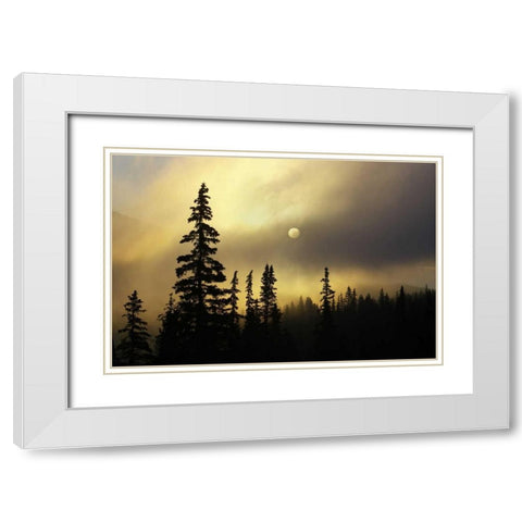 CO, San Isabel NF Sunrise silhouettes trees White Modern Wood Framed Art Print with Double Matting by Grall, Don