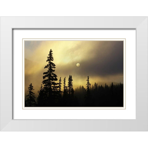 CO, San Isabel NF Sunrise silhouettes trees White Modern Wood Framed Art Print with Double Matting by Grall, Don