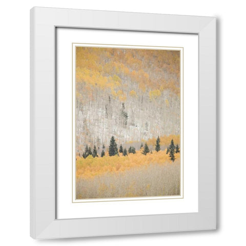 CO, San Juan Mts Spruce mixed with aspen, autumn White Modern Wood Framed Art Print with Double Matting by Grall, Don