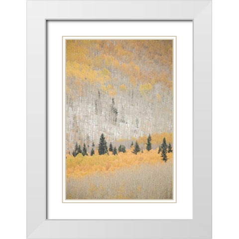 CO, San Juan Mts Spruce mixed with aspen, autumn White Modern Wood Framed Art Print with Double Matting by Grall, Don