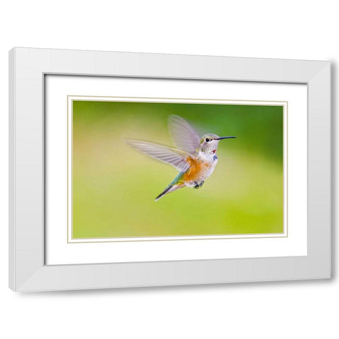 Colorado, Heeney Rufous hummingbird in flight White Modern Wood Framed Art Print with Double Matting by Lord, Fred