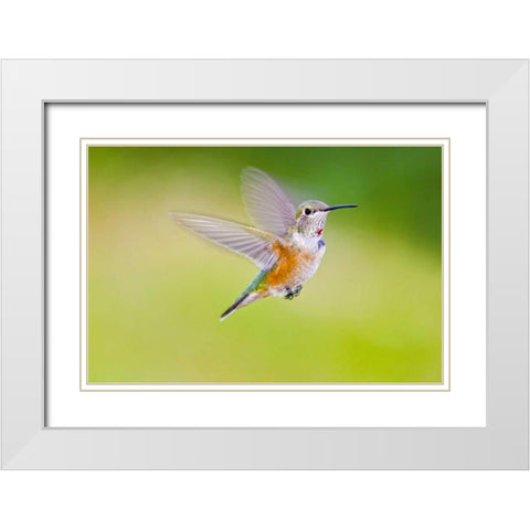 Colorado, Heeney Rufous hummingbird in flight White Modern Wood Framed Art Print with Double Matting by Lord, Fred