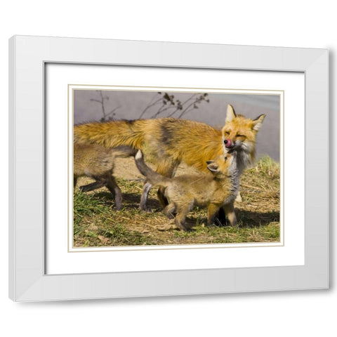 Colorado, Breckenridge Red fox mother with kits White Modern Wood Framed Art Print with Double Matting by Lord, Fred