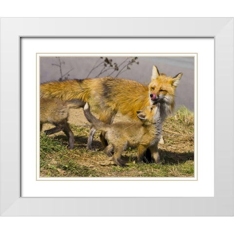 Colorado, Breckenridge Red fox mother with kits White Modern Wood Framed Art Print with Double Matting by Lord, Fred