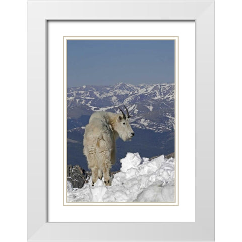 Colorado, Mt Evans Mountain goat and Rocky Mts White Modern Wood Framed Art Print with Double Matting by Illg, Cathy and Gordon
