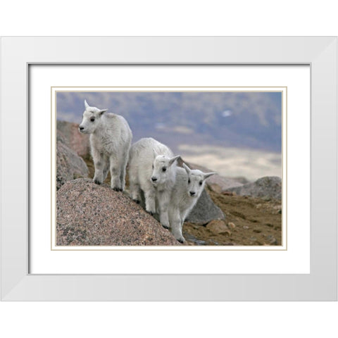 CO, Mount Evans Mountain goat kids playing White Modern Wood Framed Art Print with Double Matting by Illg, Cathy and Gordon