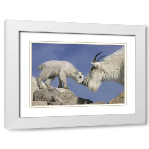 CO, Mount Evans Mountain goat mother and kid White Modern Wood Framed Art Print with Double Matting by Illg, Cathy and Gordon