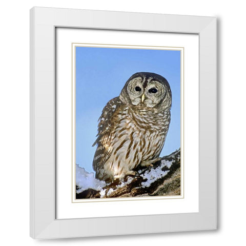 CO, Barred owl perched on snowy branch White Modern Wood Framed Art Print with Double Matting by Welling, Dave