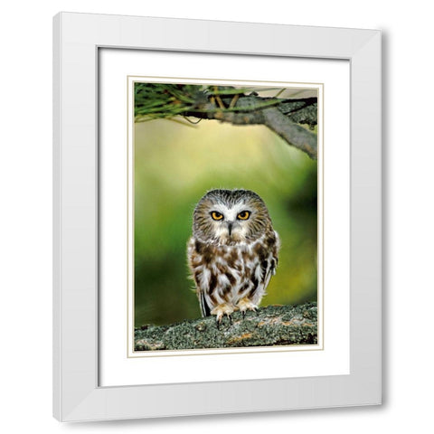 CO, Northern saw-whet owl perched on fir tree White Modern Wood Framed Art Print with Double Matting by Welling, Dave